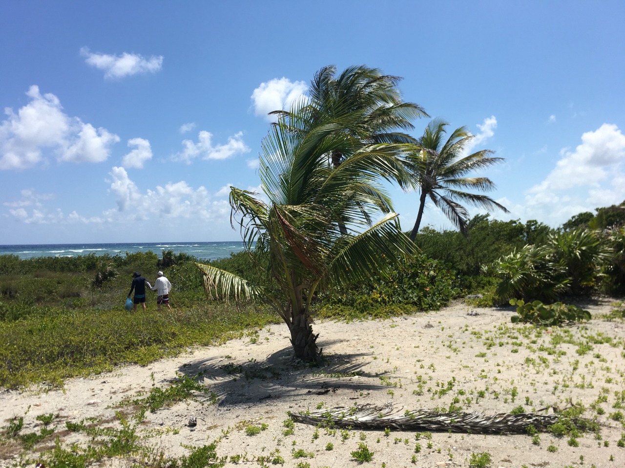 Caribbean horizon