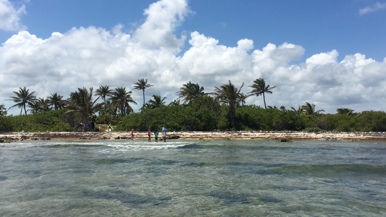 Beach vegetation